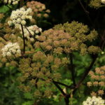 Photo of cow parsley in the Moss Valley by Steve Withington