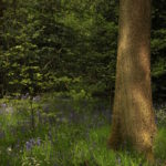 Photograph of Ecclesall Woods by Steve Withington