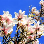 Magnolias, Sheffield Botanical Gardens, Photograph by Steve Withington