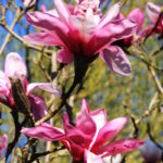 Magnolias, Sheffield Botanical Gardens, Photograph by Steve Withington