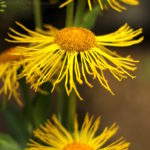 Photograph of flowers by Steve Withington