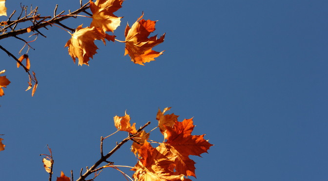Photograph of autumn leaves by Steve Withington