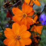 Photograph of flowers by Steve Withington