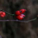 Photo of rosehips, Limb Valley by Steve Withington