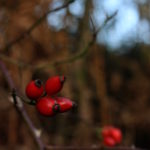 Photo of rosehips, Limb Valley by Steve Withington